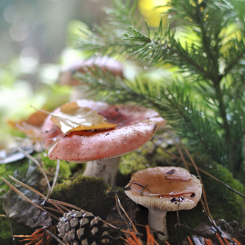Photo #13913006