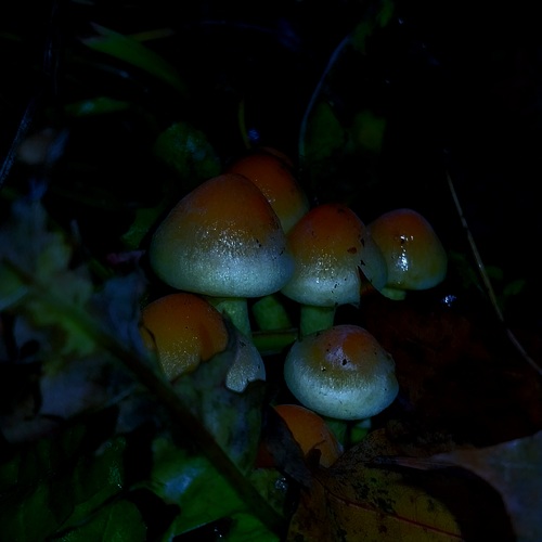 Photo #13913031