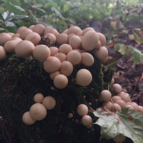 Photo #13913058