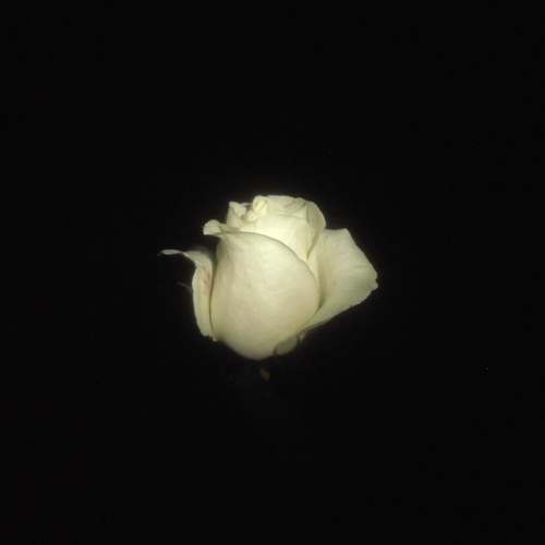 Photo #13913135