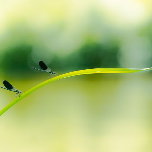 Photo #13913206