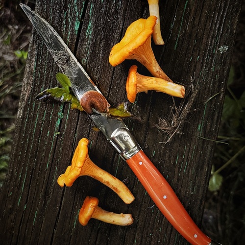 Photo #13913494