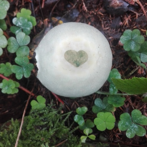 Photo #13913537