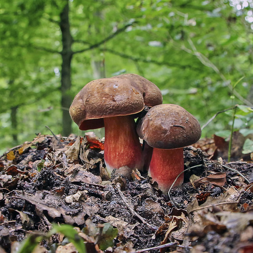 Photo #13913567