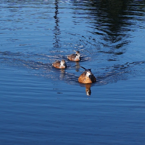 Photo #13913635
