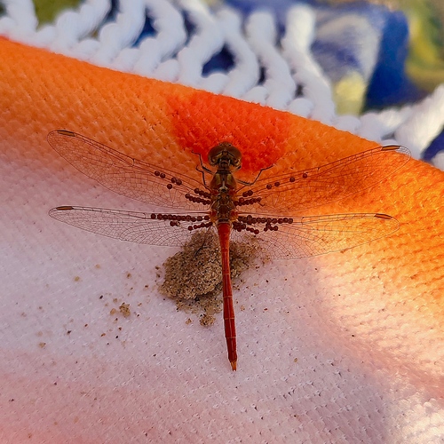 Photo #13913686
