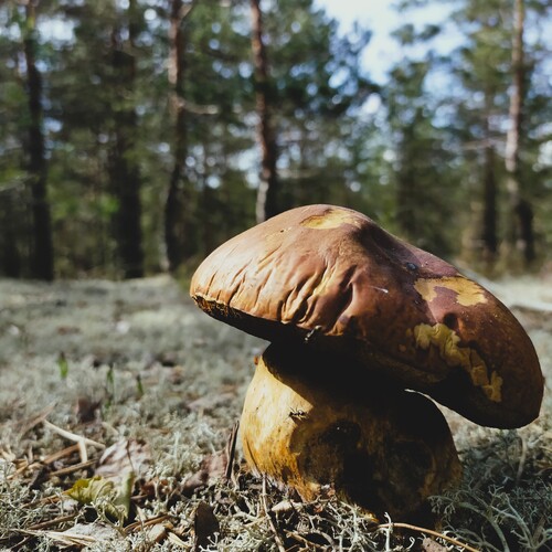 Photo #13913711