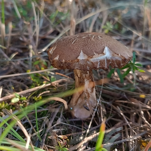 маленький грибочек