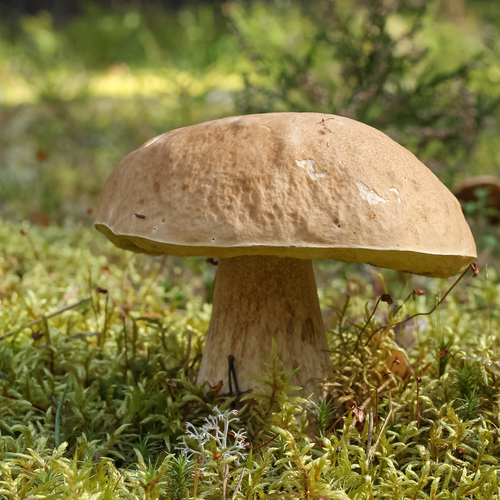 A big white mushroom
