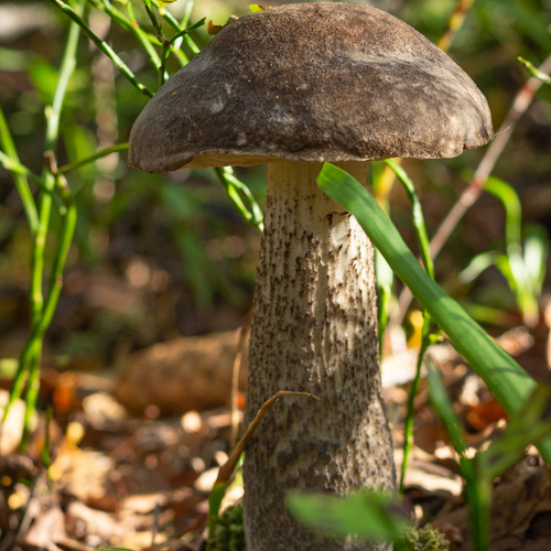 A birch‑bark mushroom with a long stem in the shade