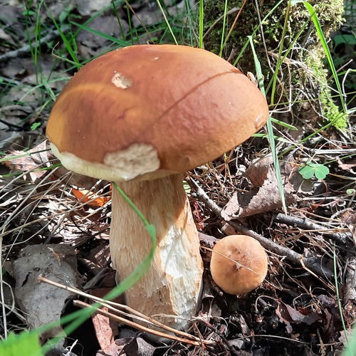Photo #13913886