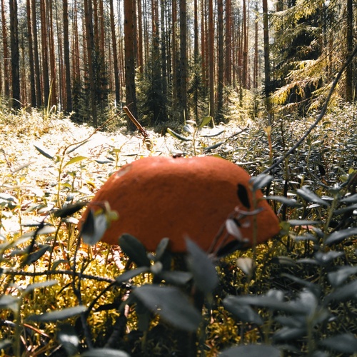 Photo #13913902
