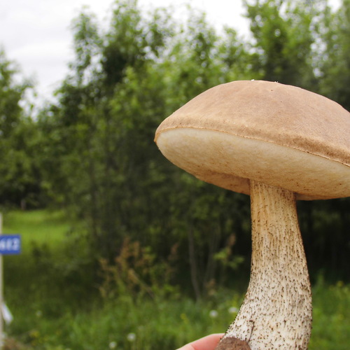 Photo #13913948