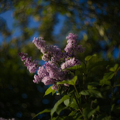 Photo #13913995