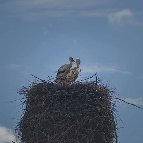 Photo #13914047