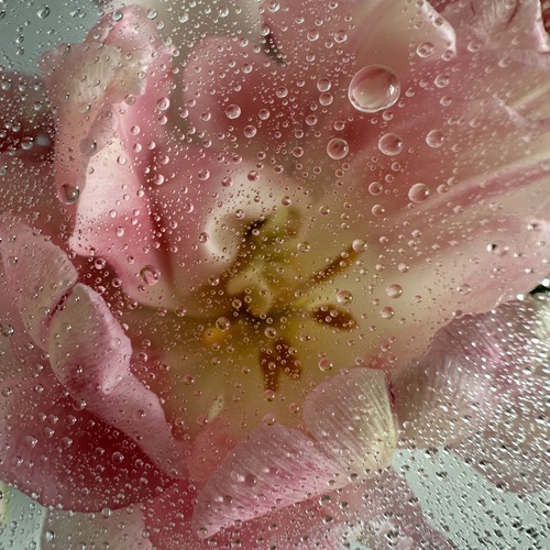 Photo #13914062