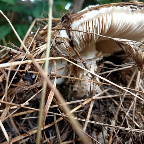 Photo #13914073