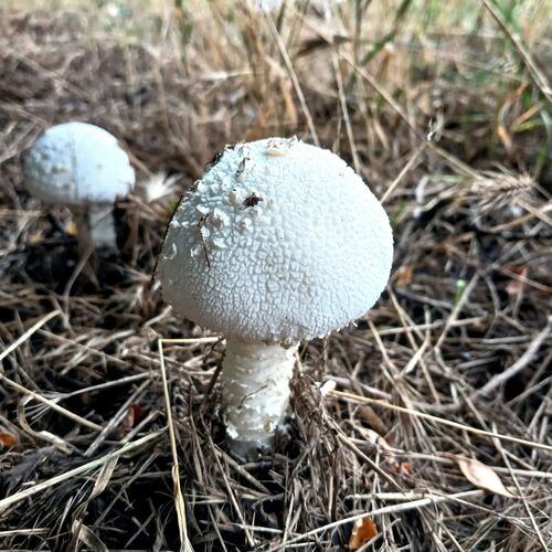 Photo #13914078