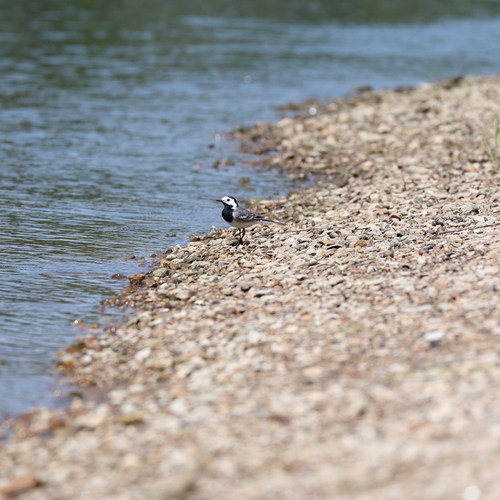 Photo #13914094