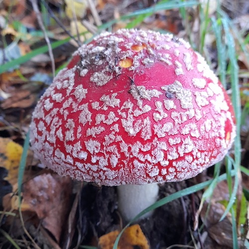 Photo #13914142