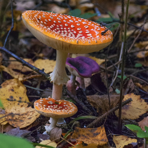 Photo #13914252