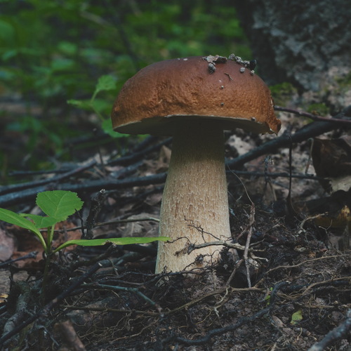Photo #13914282