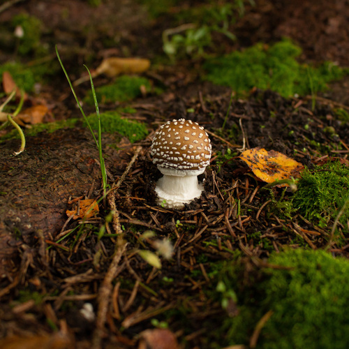 Photo #13914314