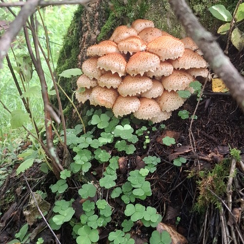 Photo #13914322