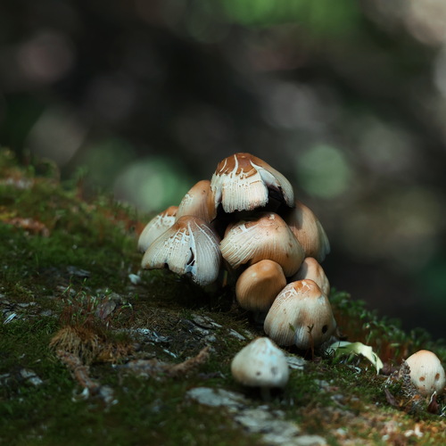 Photo #13914554