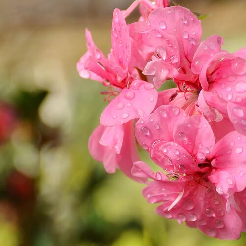 Pink geranium