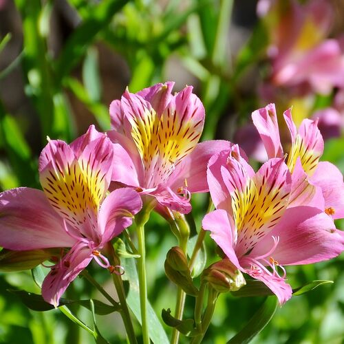 Peruvian Lilies