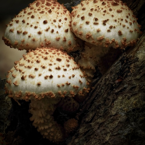 Photo #13914734