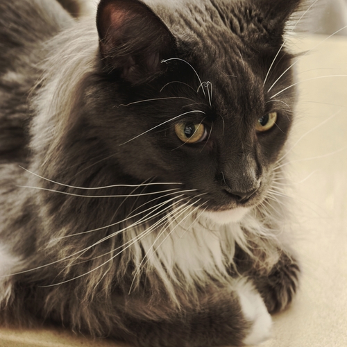 Photo #13914922