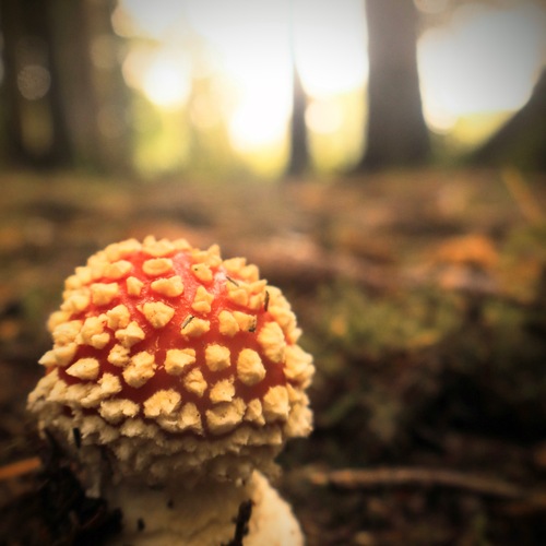 Photo #13914924