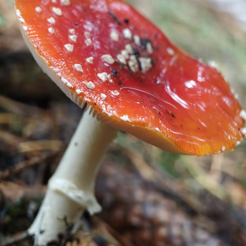 Photo #13914926