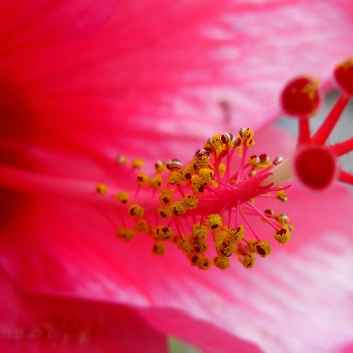 ID:  Pink Hibiscus flower