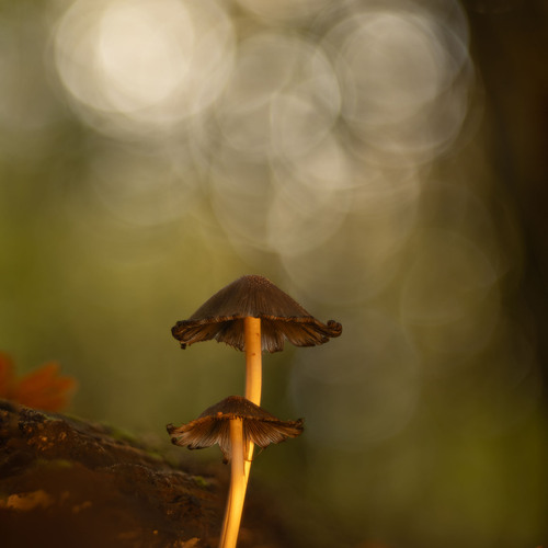 Photo #13915042