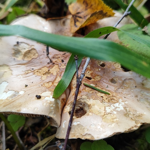 Photo #13915139