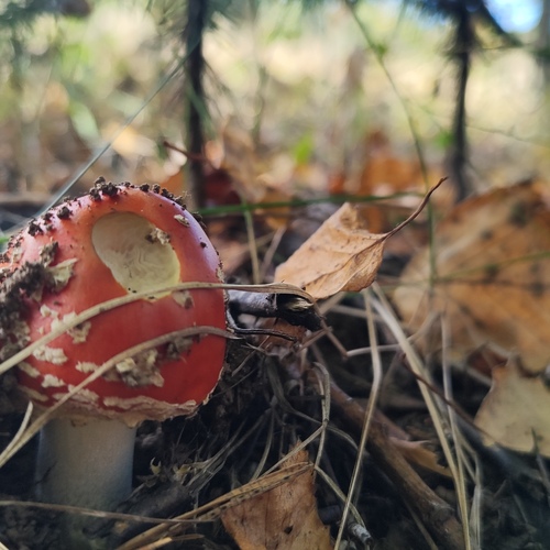Photo #13915140