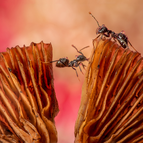 Ants with dewdrops on a Mushroom