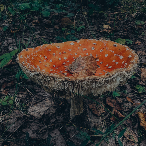 Photo #13915151