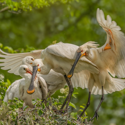 Spoonbills with offspring