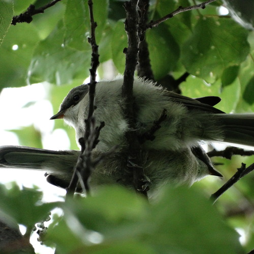 Photo #13915255
