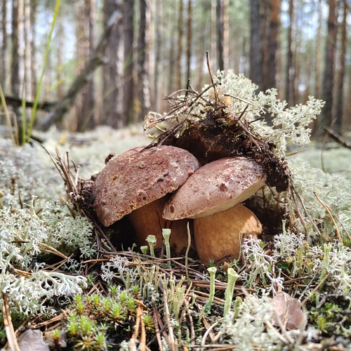 Photo #13915275