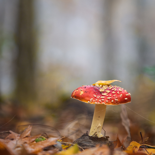 Photo #13915308