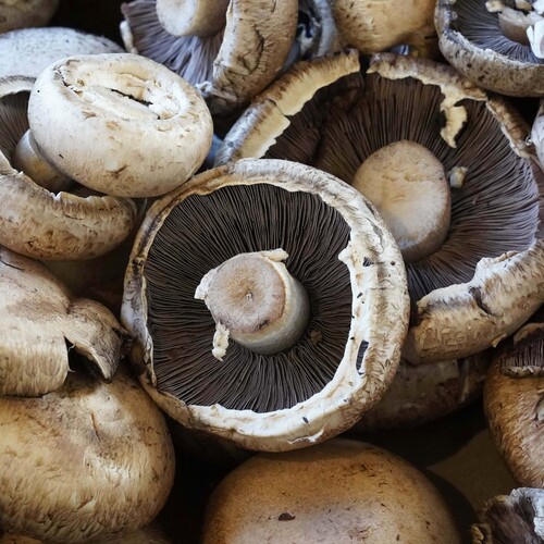 Photo #13915323