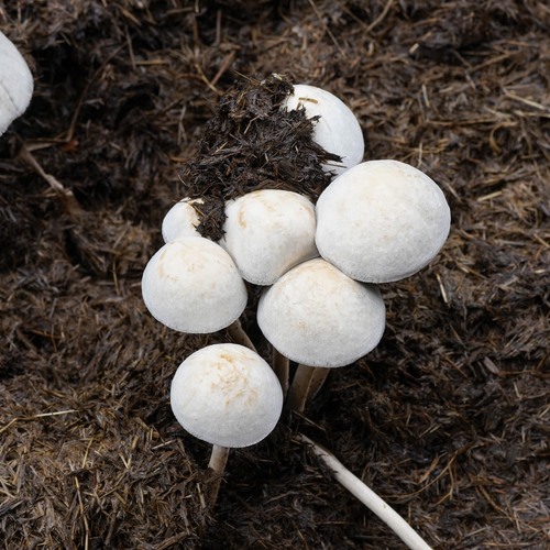 Photo #13915382