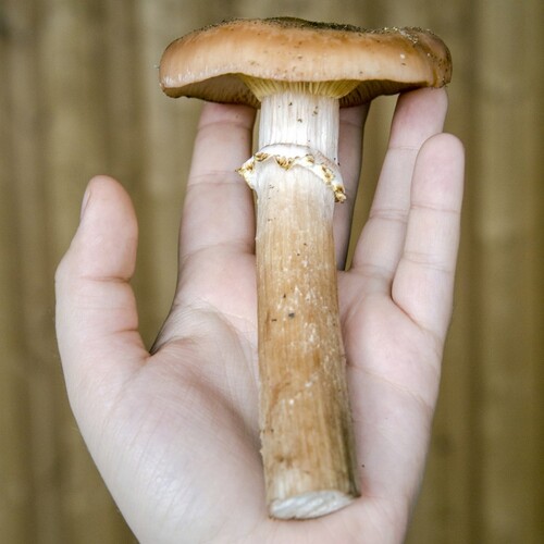 Photo #13915398