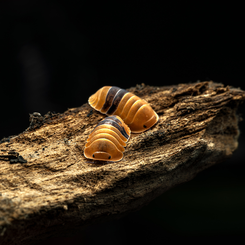 The Amber Dialogue atau Synchronized Steps