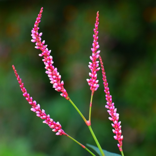 Persicaria longiseta flower